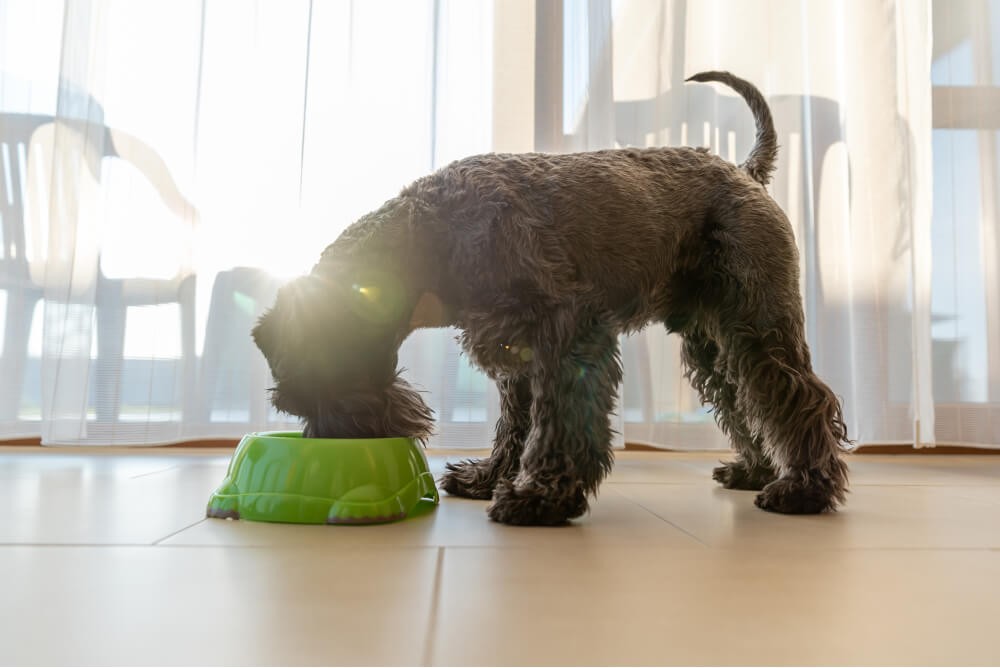 A bag of budget-friendly dog food, highlighting the concept of affordability and quality nutrition for dogs.