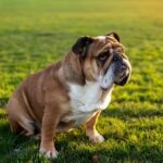 A charming English Bulldog puppy looking directly at the camera, showcasing the breed's characteristic wrinkles and endearing expression.