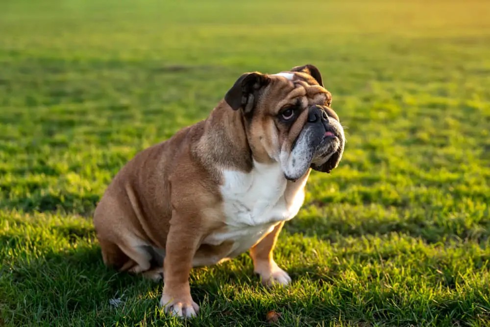 A charming English Bulldog puppy looking directly at the camera, showcasing the breed's characteristic wrinkles and endearing expression.