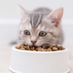 A cute ginger kitten eagerly eating soft, wet kitten food from a white bowl, showcasing the early stages of transitioning to solid food.