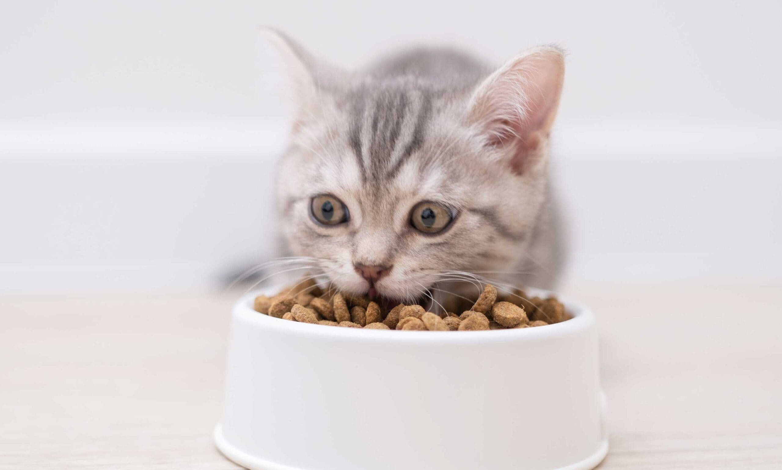 A cute ginger kitten eagerly eating soft, wet kitten food from a white bowl, showcasing the early stages of transitioning to solid food.