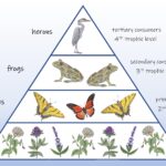 A food chain pyramid diagram with labels