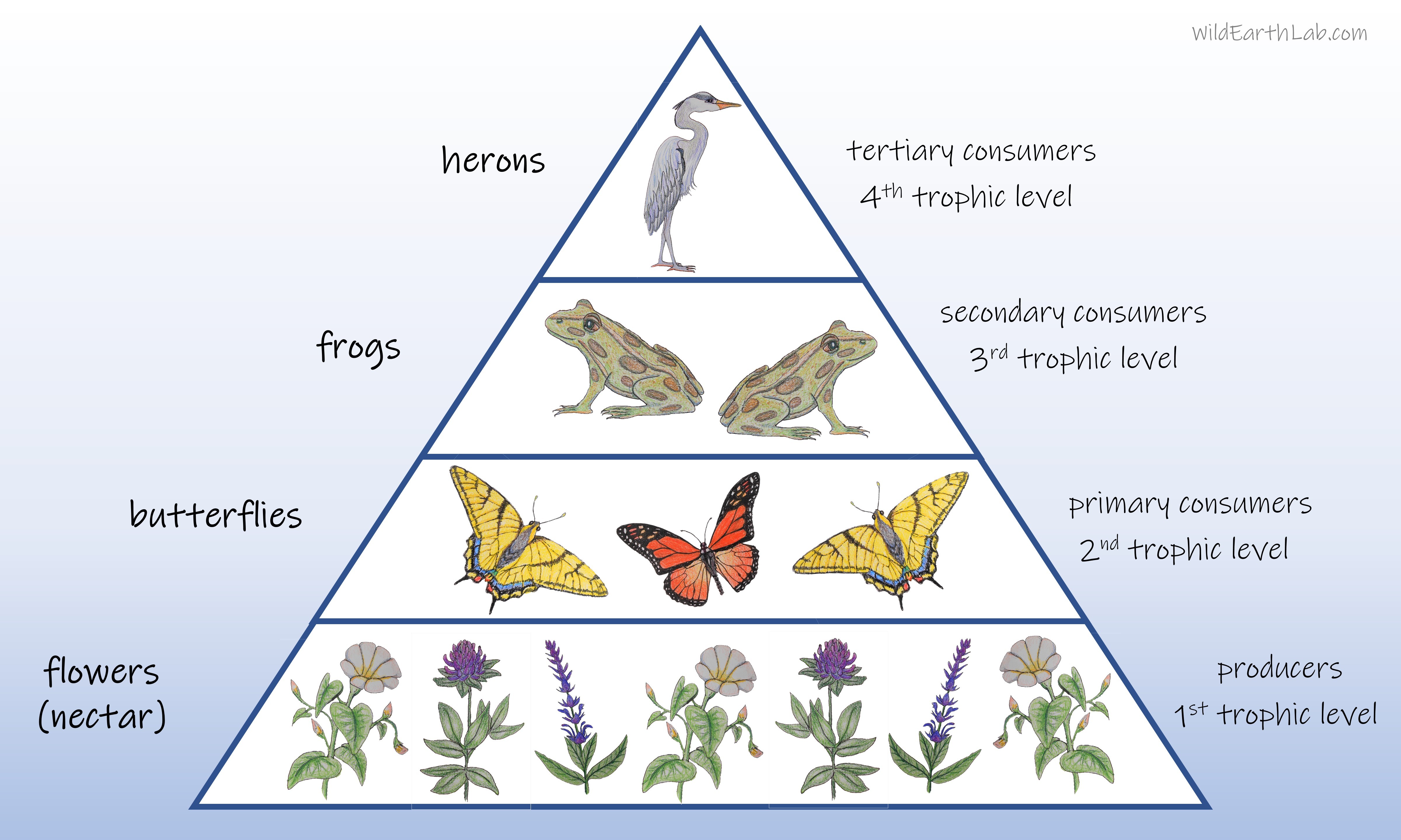 A food chain pyramid diagram with labels