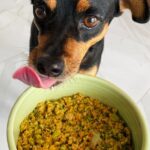 A happy, healthy dog enjoying fresh dog food from The Farmer's Dog