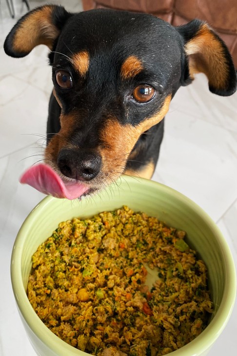 A happy, healthy dog enjoying fresh dog food from The Farmer's Dog