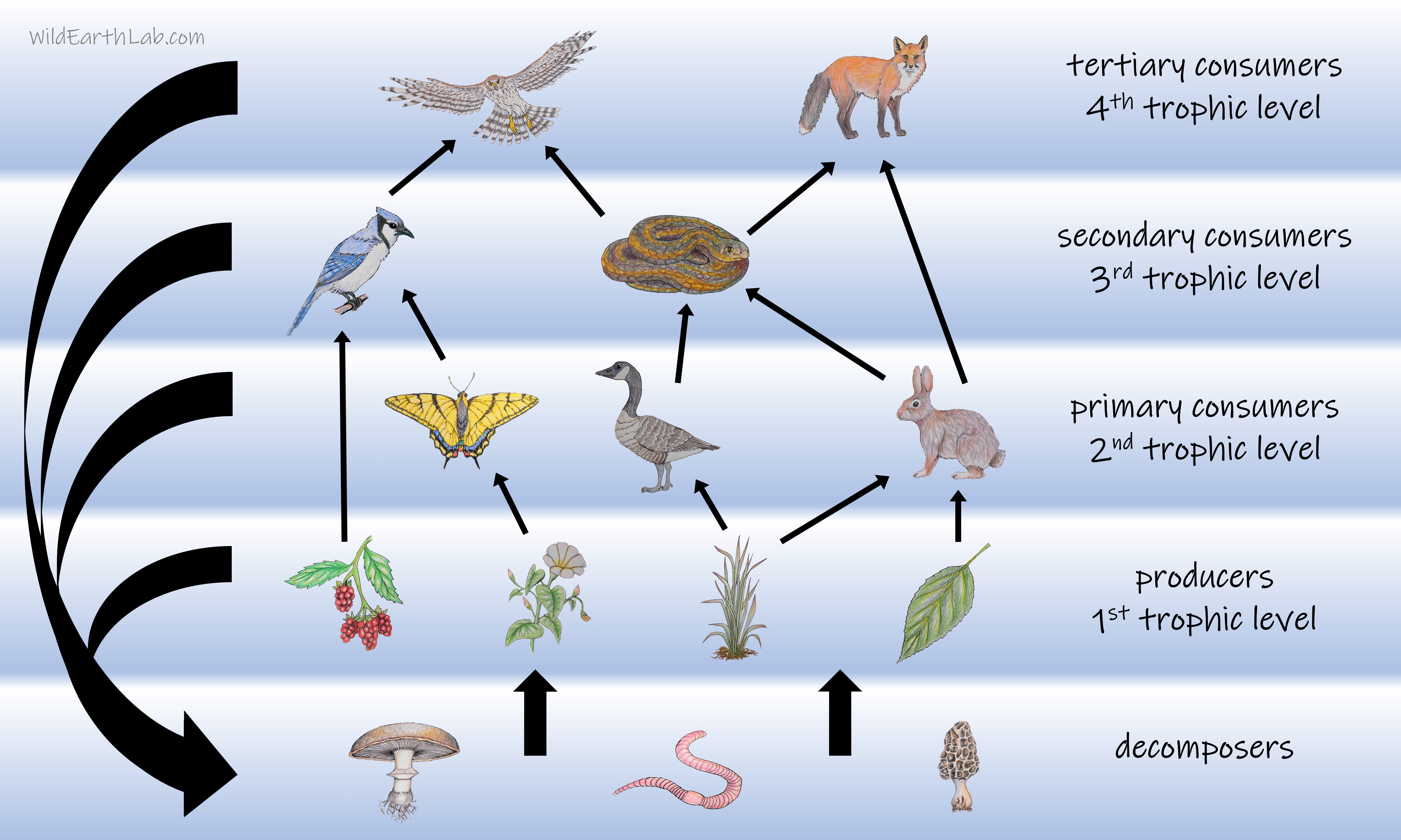 An example diagram of a food web including decomposers, producers consumers, primary, secondary consumers, and tertiary consumers!