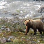 Bear in Chandalar region, highlighting the importance of food protection in bear country