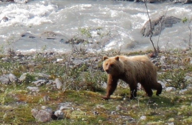 Bear in Chandalar region, highlighting the importance of food protection in bear country