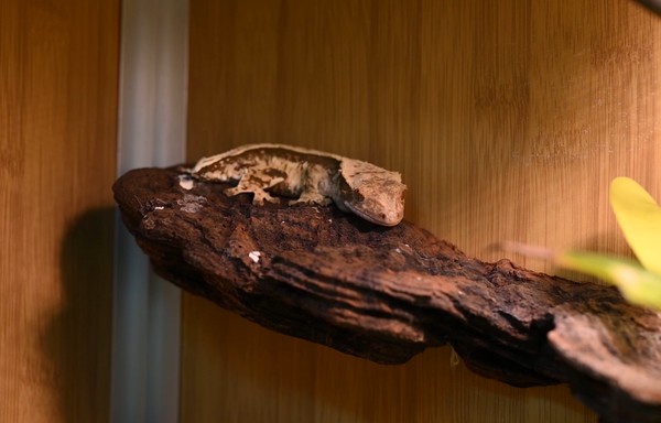 bert the crested gecko in her Zen Habitats 2x2x2 PVC reptile enclosure, crested gecko inside a habitat