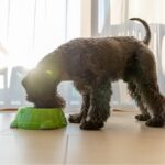 Best Budget-Friendly Dog Foods