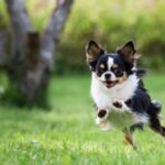 Best Dog Food for Chihuahuas