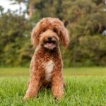 Best Dog Food for Goldendoodles