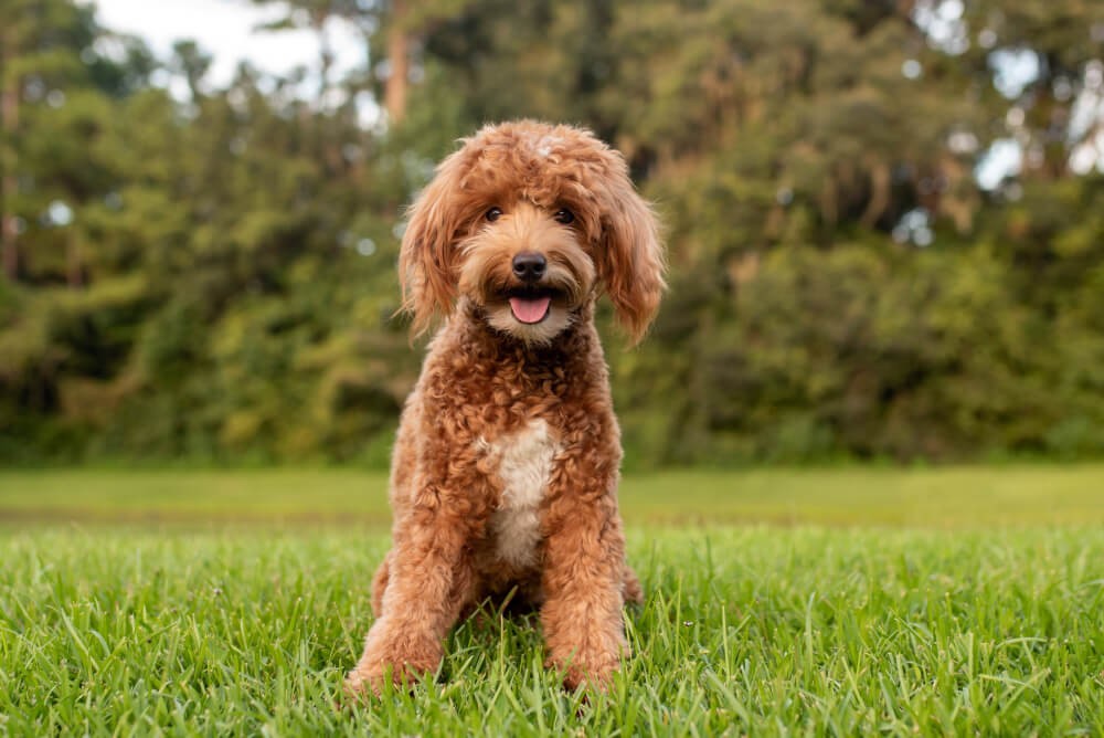 Best Dog Food for Goldendoodles