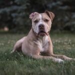 Best Dog Food for Pitbulls