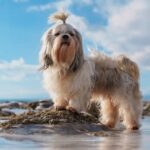 Best Dog Food for Shih Tzus