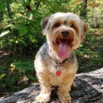 Best Dog Food for Yorkies