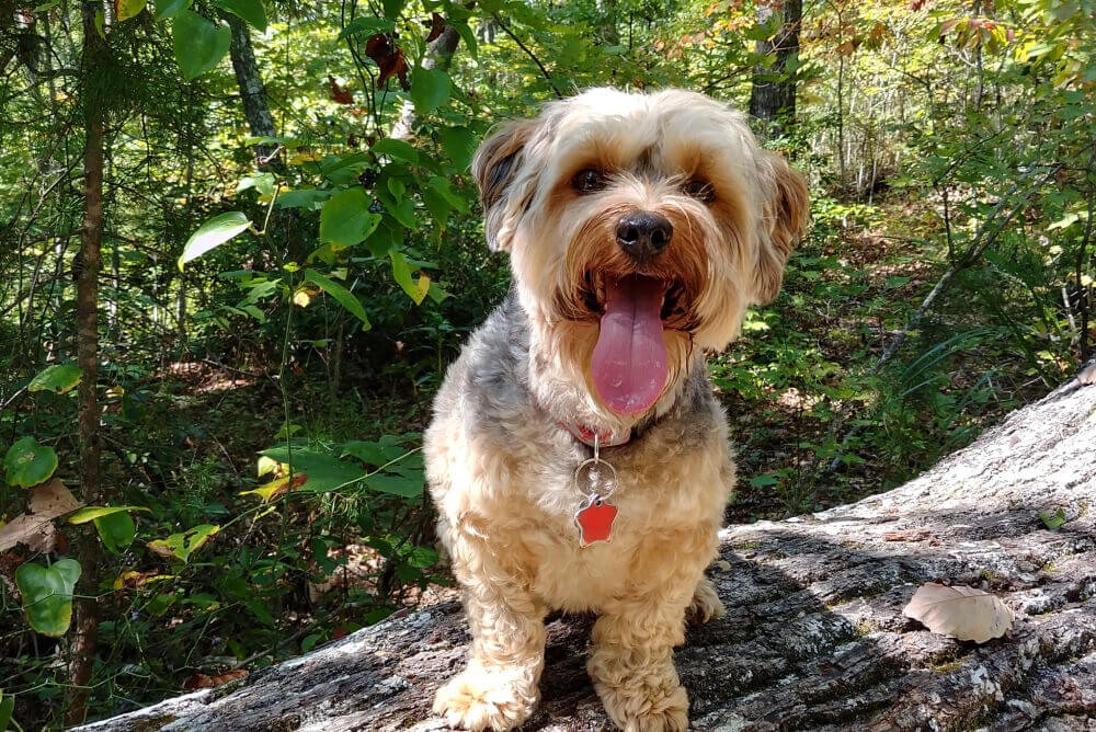 Best Dog Food for Yorkies