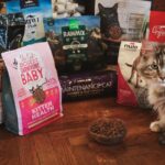 Best Dry Cat Food