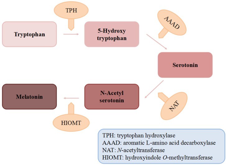 Biosynthesis of melatonin