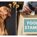 Can You Buy Dog Food with Food Stamps?