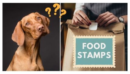 Can You Buy Dog Food with Food Stamps?