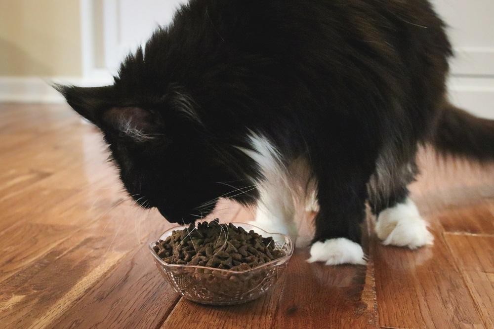 Cat eating FirstMate Chicken Meal with Blueberries Formula