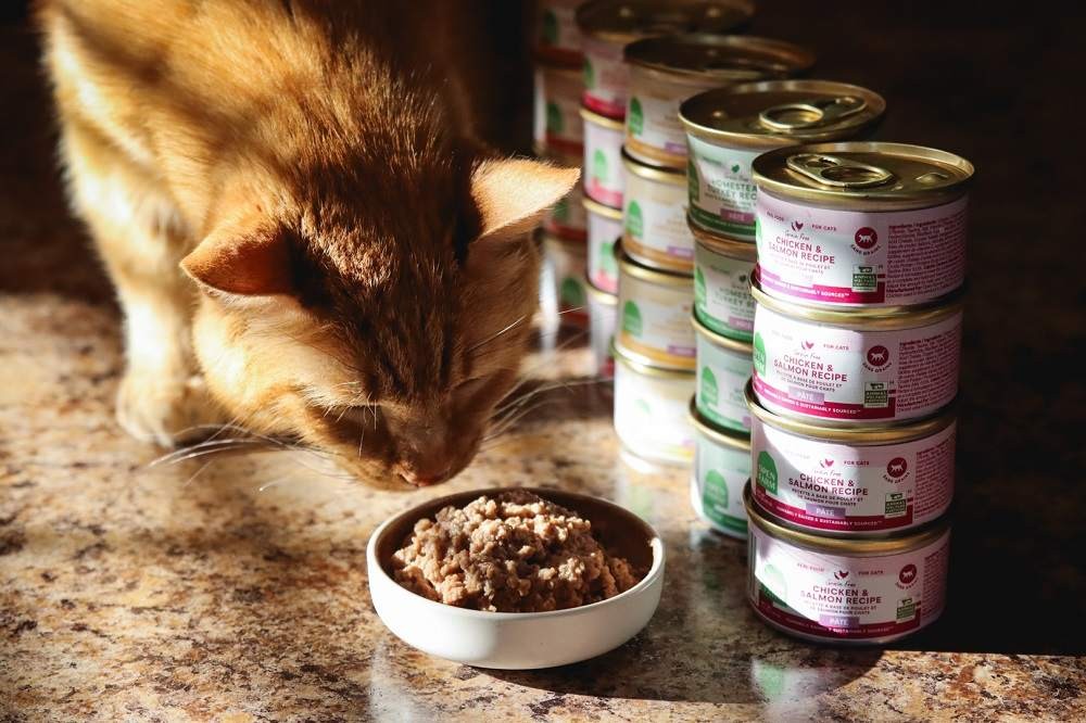 Cat eating Open Farm Pate Wet Canned Cat Food from a bowl