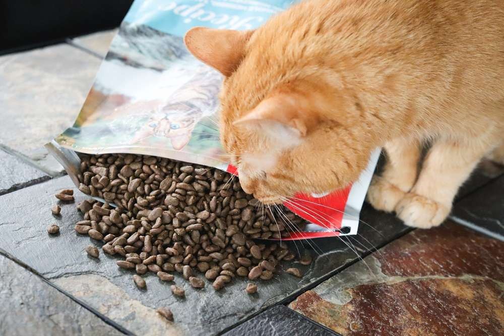 Cat eating Orijen Six Fish Grain-Free Dry Cat Food