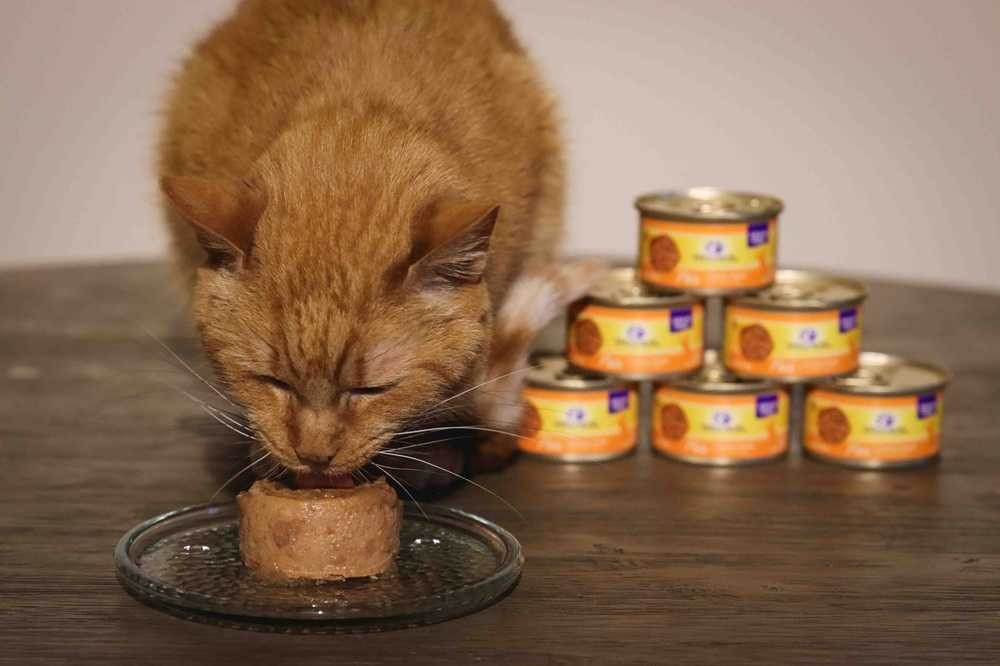 cat eating Wellness Chicken Entree Smooth Loaf Pate