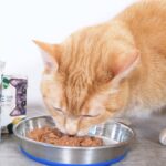 Cat Food Category Image