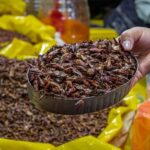 Chapulines, a traditional Oaxaca food, are served as a snack.