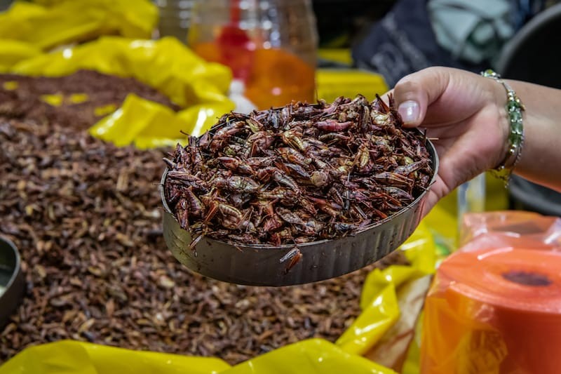 Chapulines, a traditional Oaxaca food, are served as a snack.