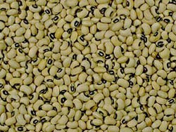 Close-up of black-eyed peas showing their distinctive "black eye" and light tan color