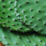 Close-up of fresh nopales paddles being cleaned in a kitchen sink, showcasing the bright green color and texture of cactus food