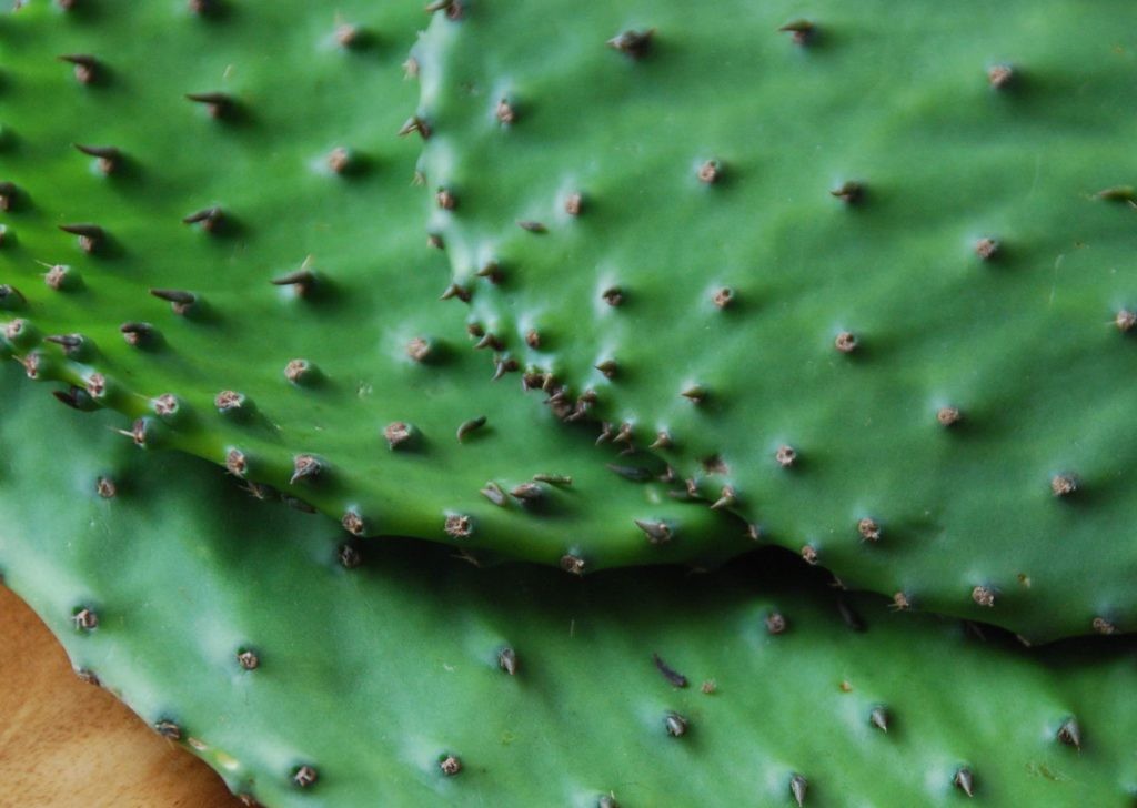 Close-up of fresh nopales paddles being cleaned in a kitchen sink, showcasing the bright green color and texture of cactus food