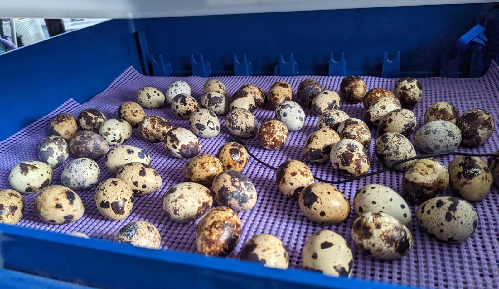 Close-up of quail eggs in a nest, highlighting their speckled shells