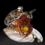 Coconut Octopus Eating Crab - Octopus food featuring a coconut octopus feeding on a crab, highlighting their diverse diet and hunting skills