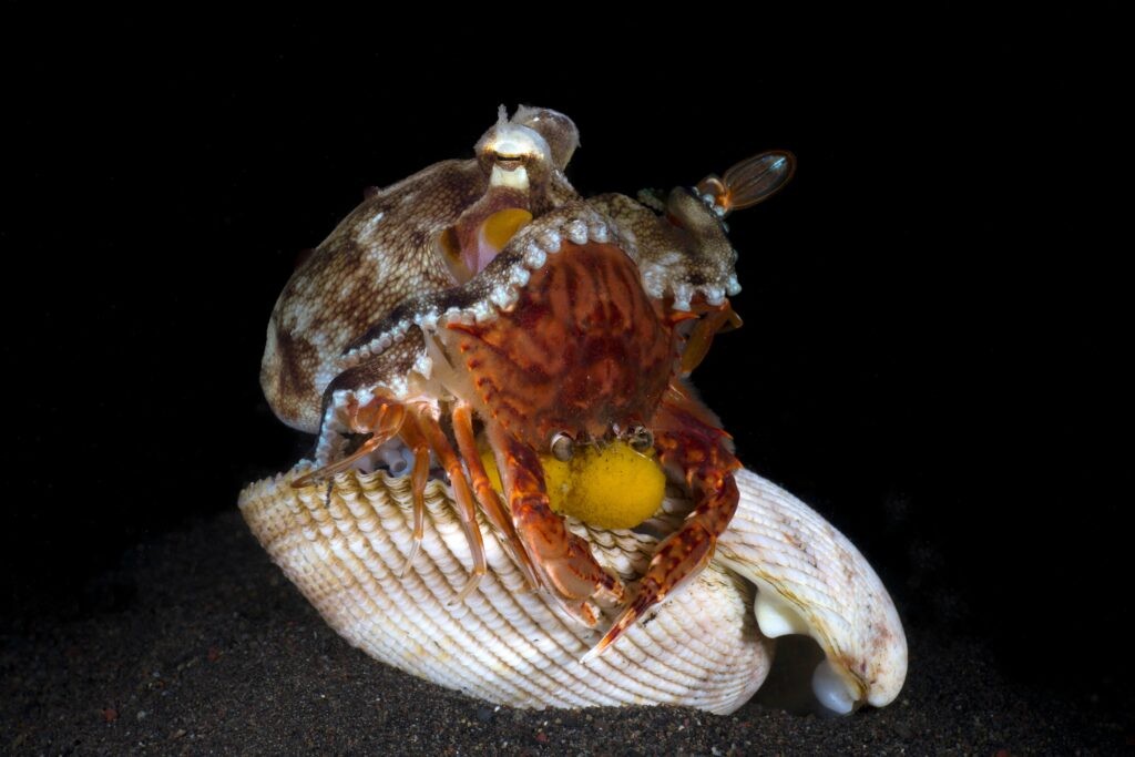 Coconut Octopus Eating Crab - Octopus food featuring a coconut octopus feeding on a crab, highlighting their diverse diet and hunting skills