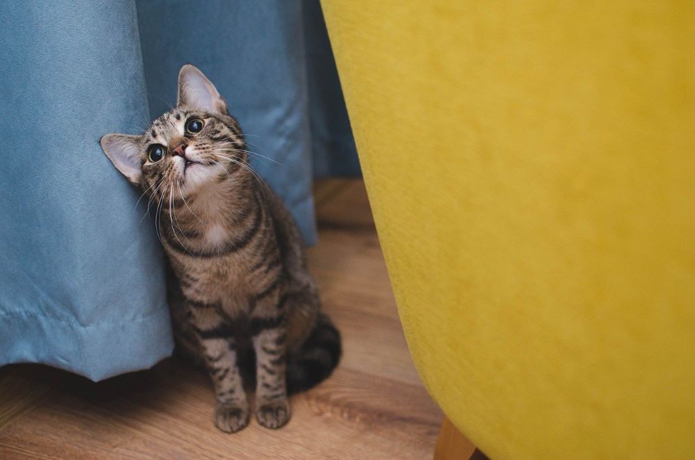 Curious Kitten Looking Up