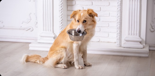 Dog and food bowl with kibble