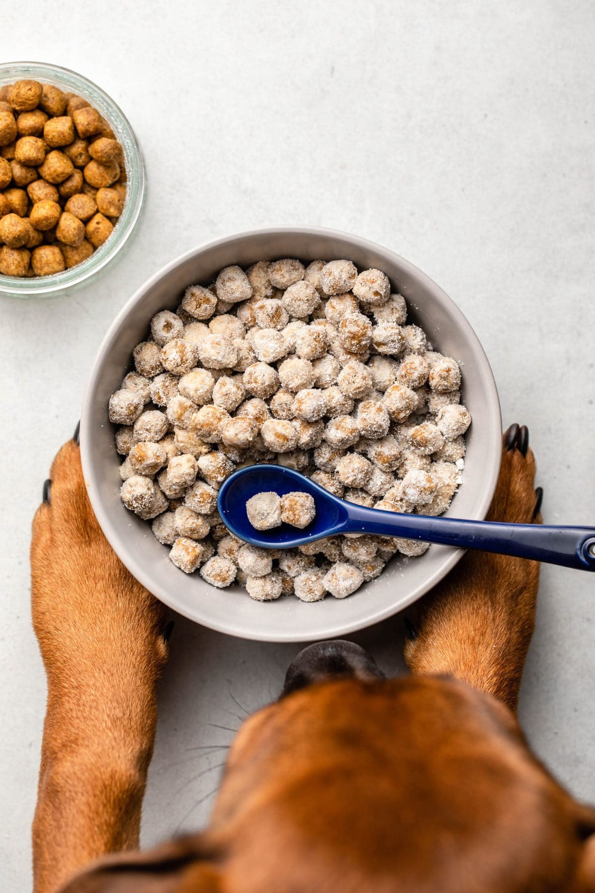 dog holding bowl of puppy chow on gray background