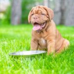 Dogue de Bordeaux puppy drinking water, illustrating the importance of hydration and proper nutrition for large breed puppies.