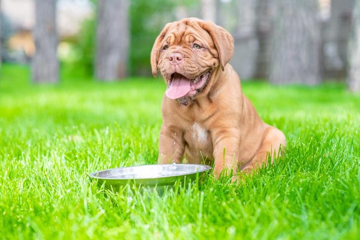 Dogue de Bordeaux puppy drinking water, illustrating the importance of hydration and proper nutrition for large breed puppies.