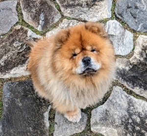 Empress Qin eagerly anticipates homemade dog food. Making dog food at home provides control over ingredients for optimal pet health.