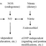 Figure 1: The NO pathways. NO is originated from the diet, drugs, and the endogenous NOS enzyme.