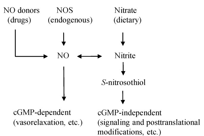 Figure 1: The NO pathways. NO is originated from the diet, drugs, and the endogenous NOS enzyme.