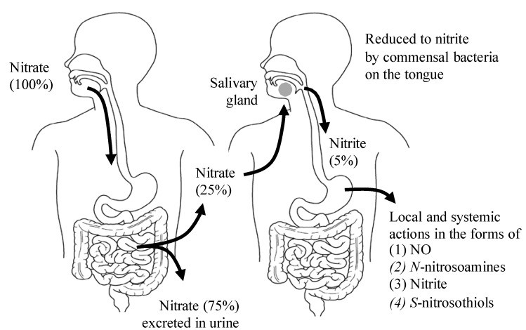 Figure 2: The entero-salivary nitrate-nitrite-NO pathway.