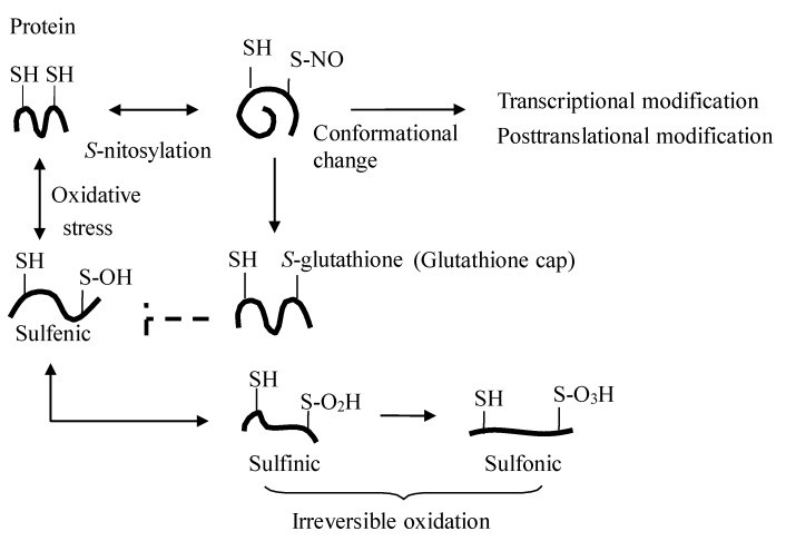 Figure 3: Protein S-nitrosylation.