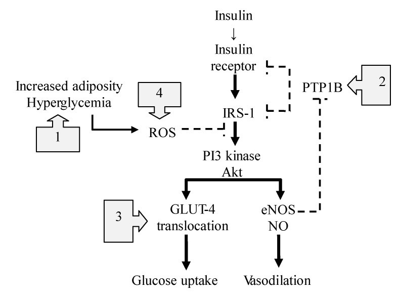 Figure 4: The NO-mediated actions on insulin signaling pathway.