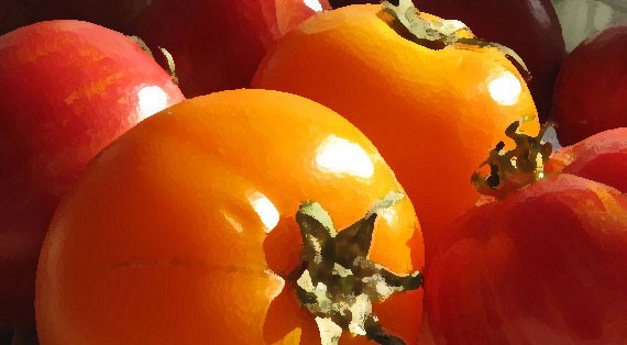 Fresh ripe red tomatoes on the vine in a garden